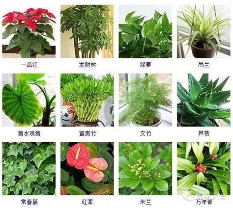 齊 五行 觀賞植物的種類